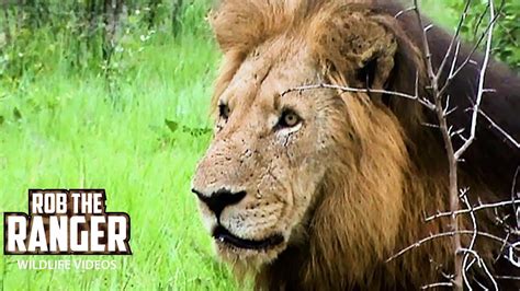Lions Cross Paths With Leopard Archive Mapogo Lion Footage Youtube