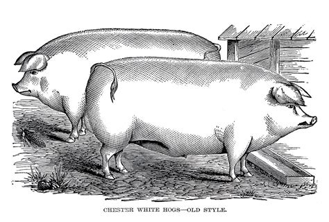 Kitchen room interior black white graphic art sketch illustration. Vintage Farm Clip Art - 2 Portly Pigs - The Graphics Fairy