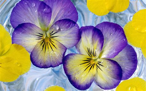 Purple Yellow Flowers Wallpaper 1920x1200 31518