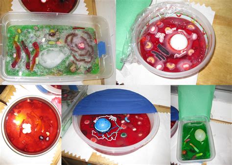 Mrs Koehnke 6th Grade 6th Grade Jello Cell Project