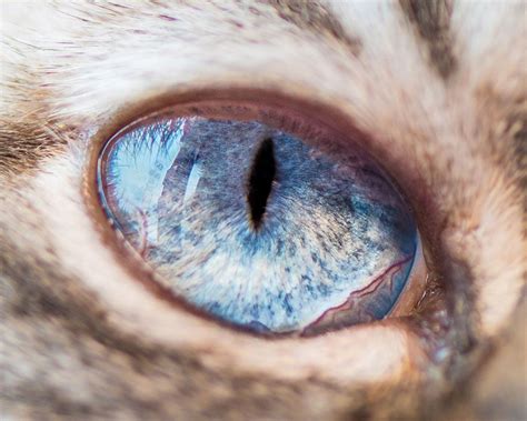 15 Macro Shots Of Cat Eyes From My Recent Cat O Shoot Eye Close Up