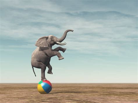 5500 Circus Elephant Stock Photos Pictures And Royalty Free Images