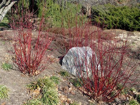 Is Red Twig Dogwood A Good Shrub To Plant