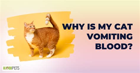 Why Is My Cat Vomiting Blood Kobi Pets