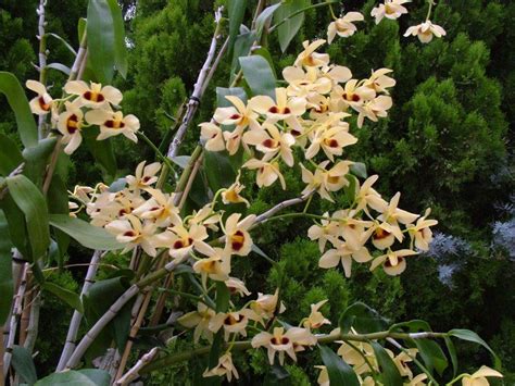 HOA PHONG LAN VIỆT VIETNAM ORCHIDS Den Gatton Sunray Den Orchids Vietnam Plants Plant