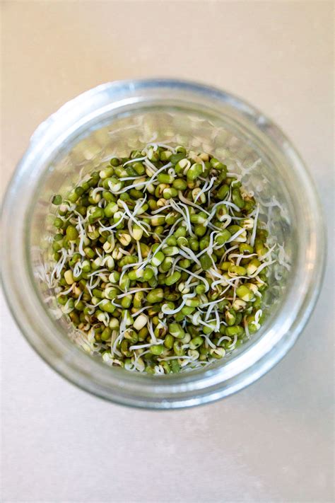 They can be consumed as the whole bean, mashed, or even in the sprouted form. How to Sprout Green Mung Beans | Banyan Botanicals