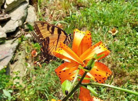 Butterfly Season Is Here The Eastern Tiger Swallowtail Butterfly The