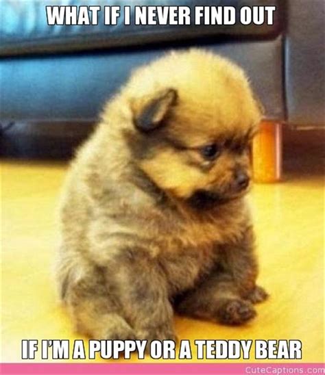 Cutest Puppy Ever Funny Pics Dump A Day