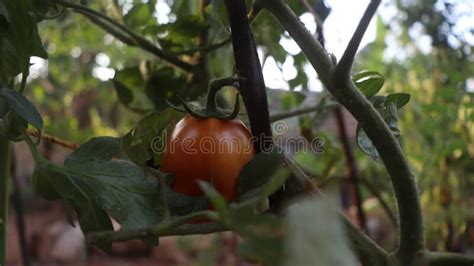 Orange Tomato Plant In The Garden Stock Photo Image Of Green Blossom