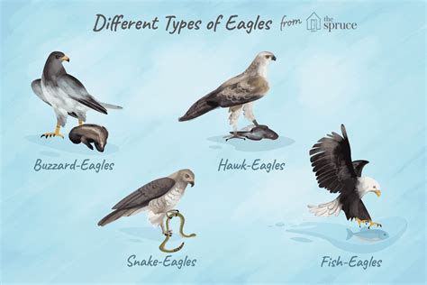 Eagle Species List Unianimal