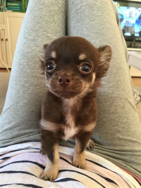 Tiny Chocolate Chihuahua Chihuahua Puppies Teacup Chihuahua Puppies