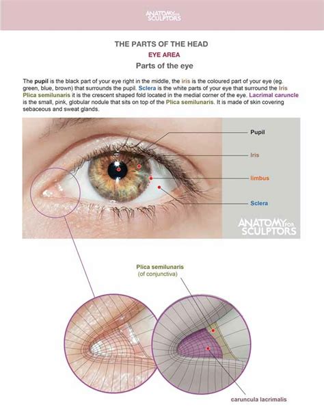 Artstation The Eye Anatomy For Sculptors Eye Anatomy Eye