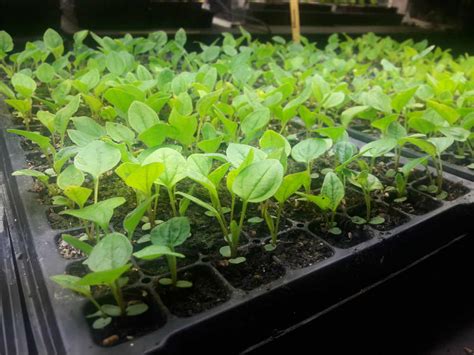 Check out the best new coneflowers. The Flowers are Growing! - Bees N Blooms