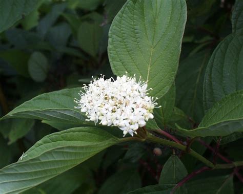 Cornus Sericea Baileyi Red Twig Dogwood Eberts Greenhouse