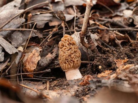 The Beginners Guide To Hunting Morel Mushrooms