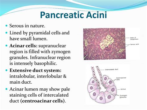 Ppt Histology Of Tongue Liver Pancreas Powerpoint Presentation Cc My