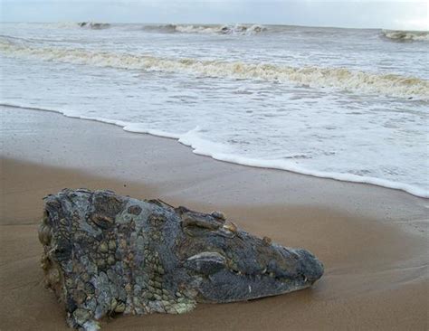 Oddities Washed Up On The Beach Photos Abc News