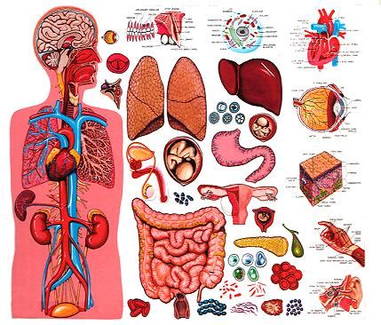 Using spectacular graphics based on the latest science and stories of remarkable people around the world, michael mosley takes us on a fantastic voyage through our inner universe. A Guided Tour of the Human Body: Introduction