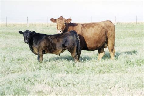 Keep reading to find out how much it really costs to educate your child. Oklahoma Farm Report - Schulz Evaluates the Cost of Buying ...