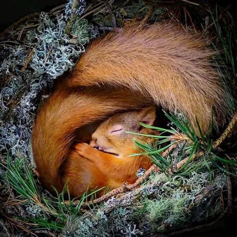 Wildlife Photography On Instagram Red Squirrel Curled Up In A Nest