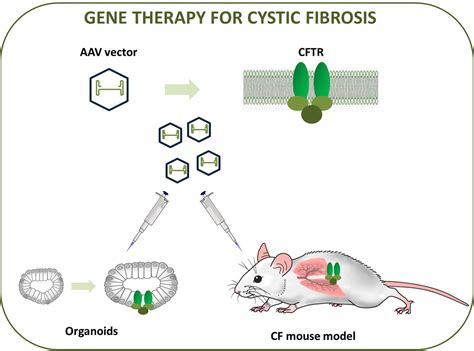 gene therapy a promising candidate for cystic fibrosis treatment atlas of science
