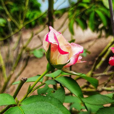 Gambar Bunga Ros Merah Jambu Latar Belakang Taman Bunga Kedalaman