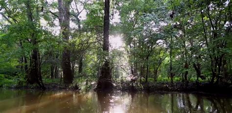Underwater Ancient Cypress Forest Offers Clues To The Past