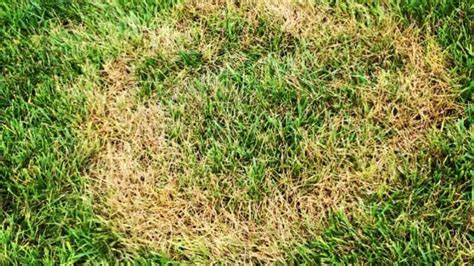 How To Prevent Brown Patch Fungus Lawn Care Turf Masters Lawn Care