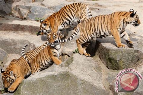 Nepal Siap Gandakan Populasi Harimau Pada 2022 ANTARA News