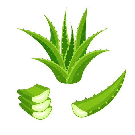 Premium Vector Set Of Aloe Vera Isolated On White Background Green Plant Leaves And Cut