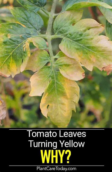 Why Tomato Plants Leaves Turn Yellow Plant Leaves Turning Yellow