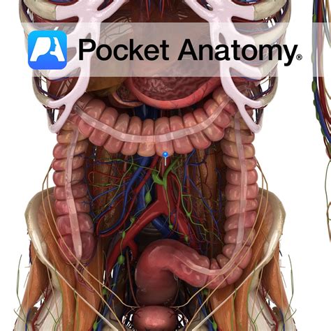 Abdominal Aorta Pocket Anatomy