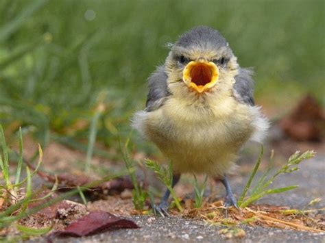 Angry Bird Is Angry Rpics