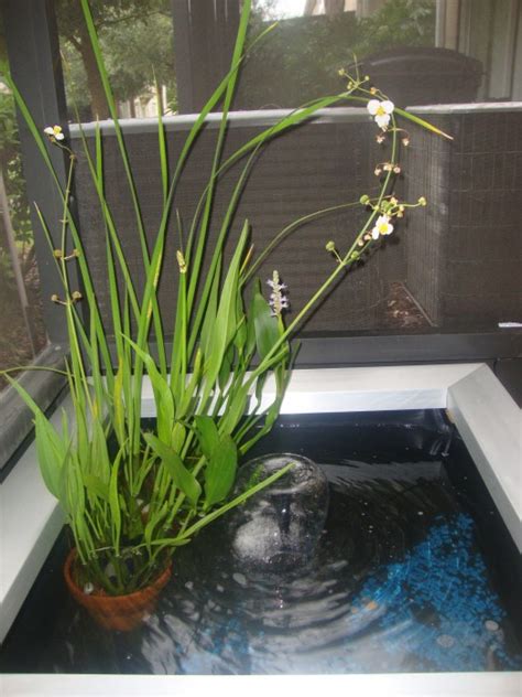Reader Showcase Water Garden Whats Ur Home Story