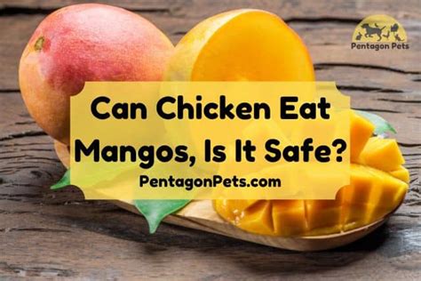 Can Chicken Eat Mangos Is It Safe Pentagon Pets