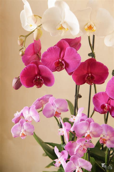 Classy Orchid Arrangements Orchid Arrangements Orchids Purple Orchids