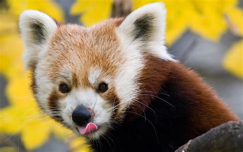 40 Adorable red panda pictures (40 pics) | Amazing Creatures
