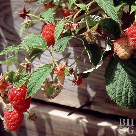 Raspberry Better Homes And Gardens