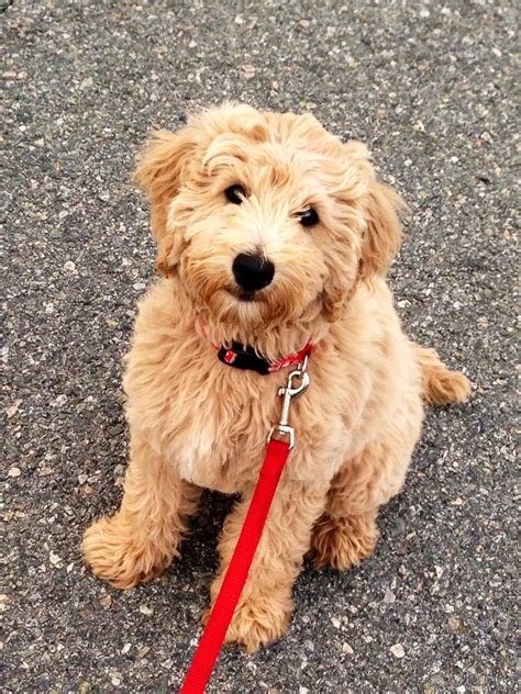 Mini Golden Doodle Puppy Precious Pinterest Pets