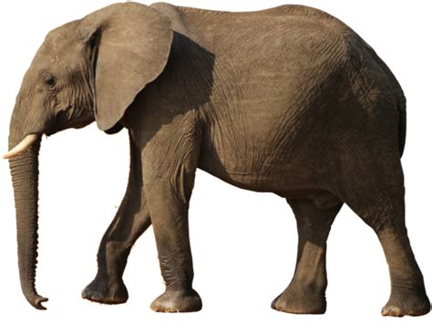 Elephant Png To Created Add 34 Pieces Transparent Elephant Images Of