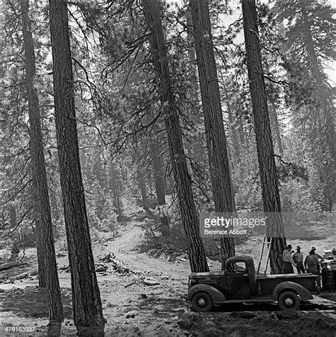 Ponderosa Pine Tree Photos And Premium High Res Pictures Getty Images