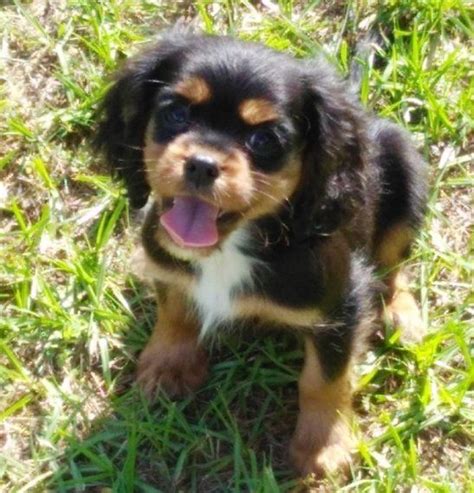 Vetted cavalier king charles breeders in texas. Cavalier King Charles Spaniel Puppies For Sale | Austin ...