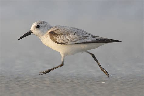 Because airports are placed on the fringe of large urban. sanderling — Wiktionnaire