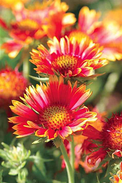 24 Of The Best Perennials For Adding Color To Your Garden Year After