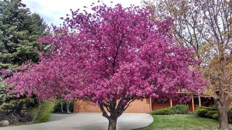 What often happens during colorado winters. Pear Trees to Plant in Durango Colorado - Durango ...