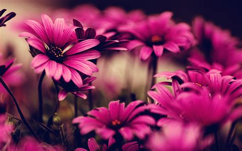 Download 4k wallpapers of best flowers, roses, tulips, lotus, lily, poppy, dahlia, cherry blossom for desktop & mobile phones in high quality hd, 4k, 5k resolutions. Ultra HD Wallpaper, flower 4K | pink flowers photography ...