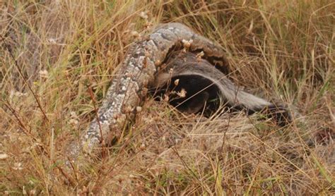 Honey Badger Kills Massive Python Africa Geographic Blog Honey