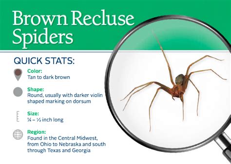 Are Brown Recluse Spiders Dangerous Read More Information About This