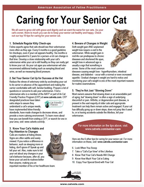 Caring For Your Senior Cat American Association Of Feline