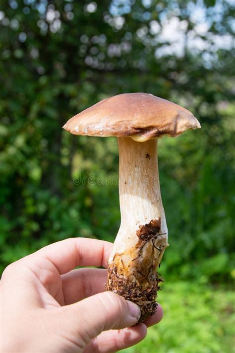 A White Mushroom In My Hand Edible Mushrooms Grew In The Forest During